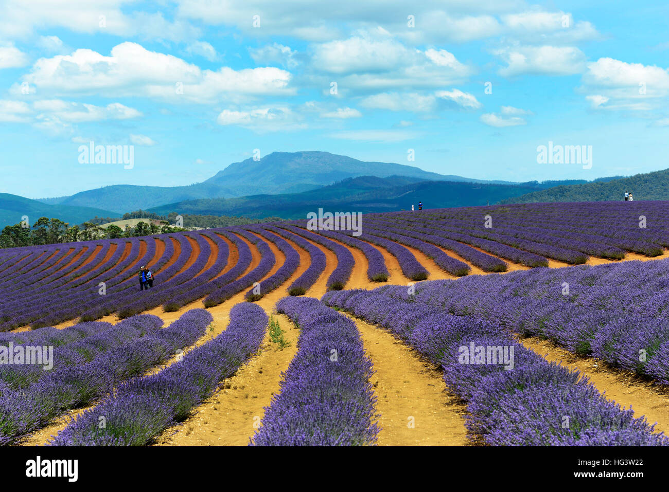 Bridestowe Lavender farm ( estate ) in Tasmania. Stock Photo
