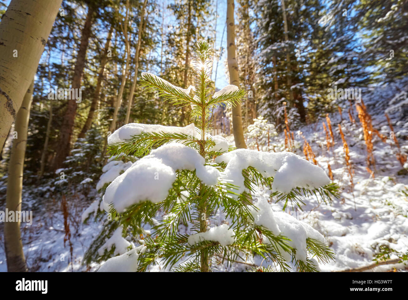 Picture of a winter forest at sunrise. Stock Photo