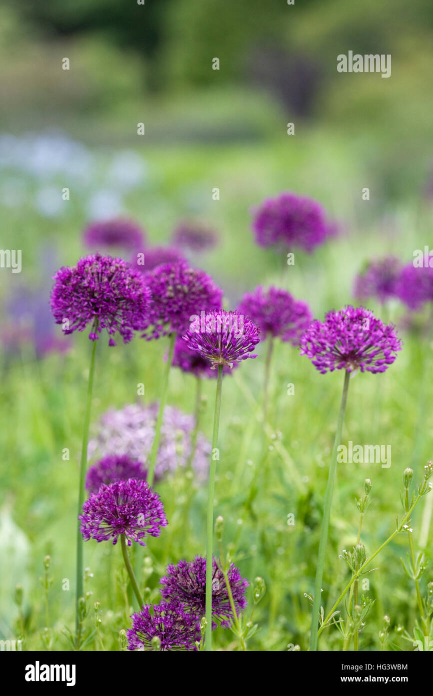 Allium hollandicum 'Purple Sensation' in an English garden. Stock Photo