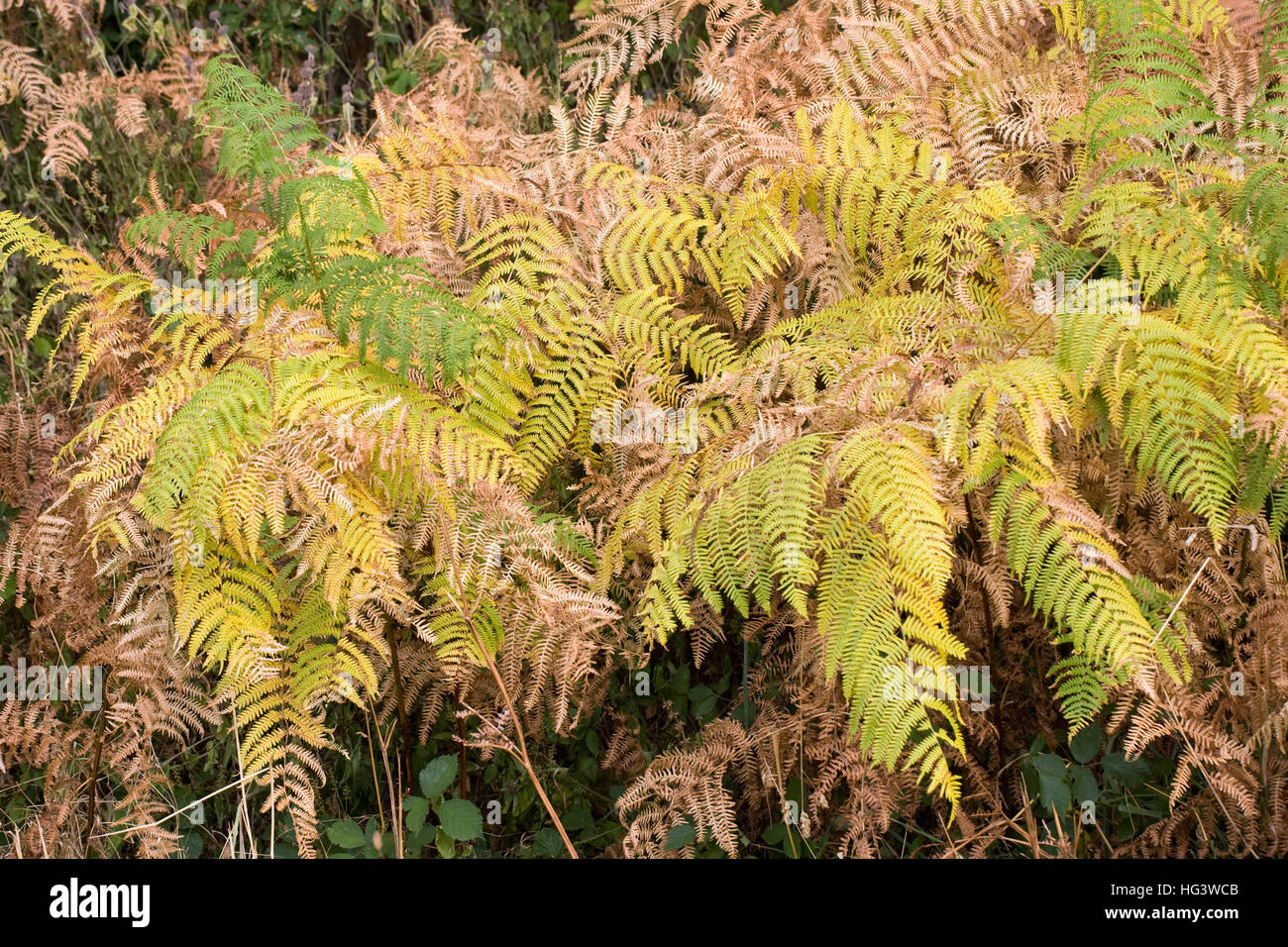 Pteridium aquilinum. Bracken leaves in early Autumn. Stock Photo