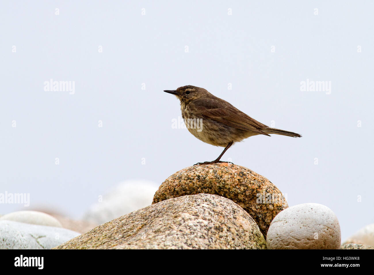 Rock Pipit perched on a rock along the coastline Stock Photo