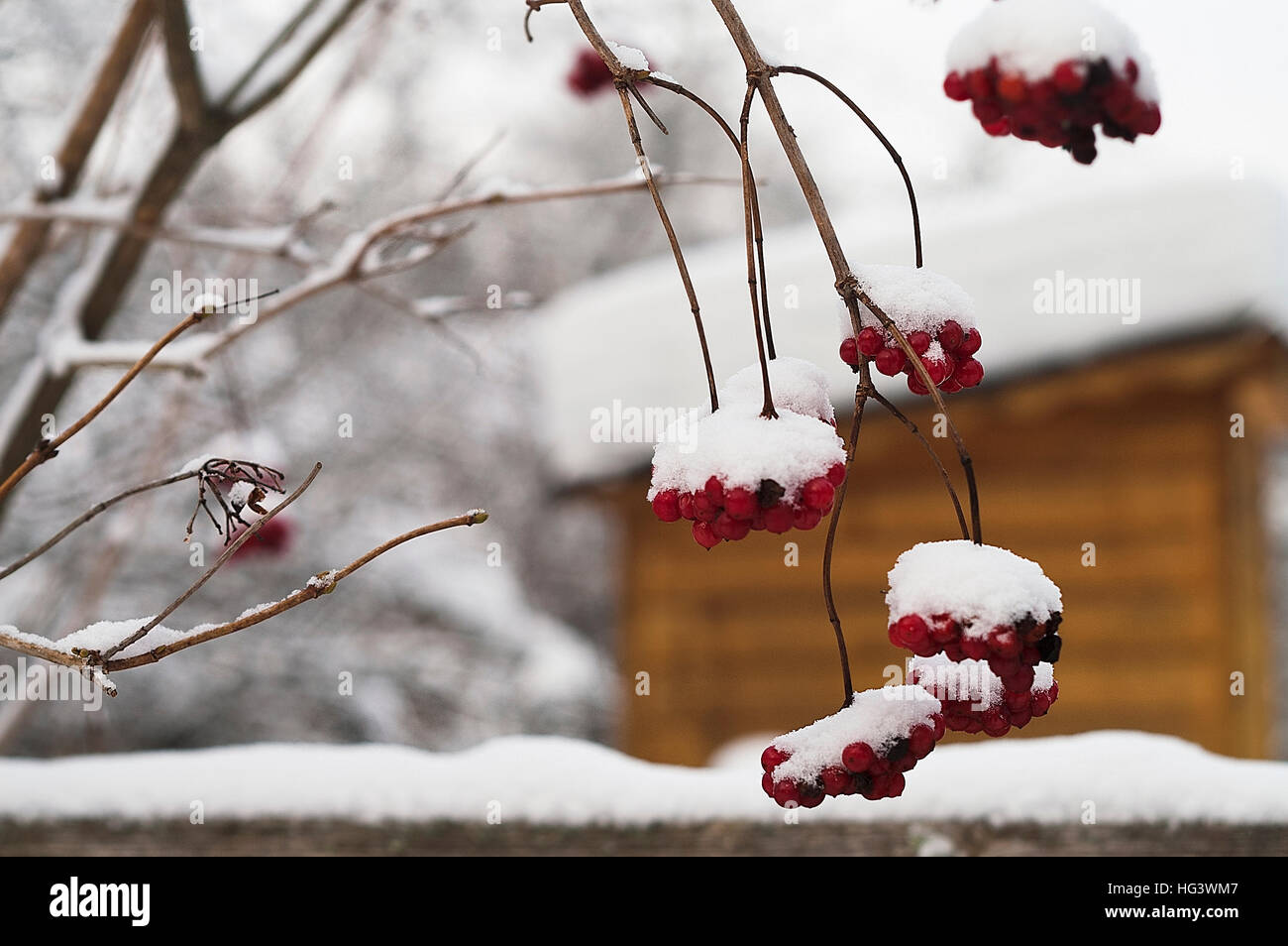 Red berry in winter snow hi-res stock photography and images - Alamy