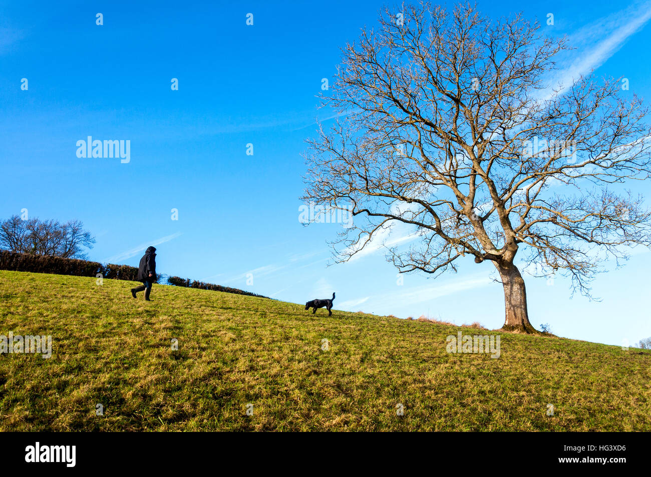 Winter dog walker climbs Little Solsbury Hill, Batheaston, Somerset, England, UK Stock Photo