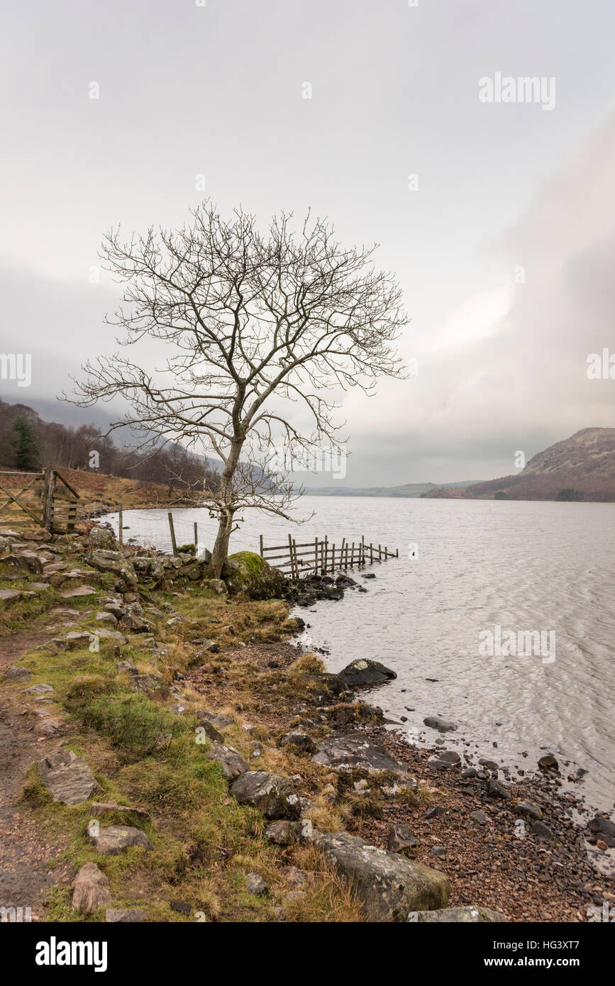 The wild winter landscape of a tree on the shore of Ennerdale on in bad weather on an overcast winter day in the Lake District C Stock Photo