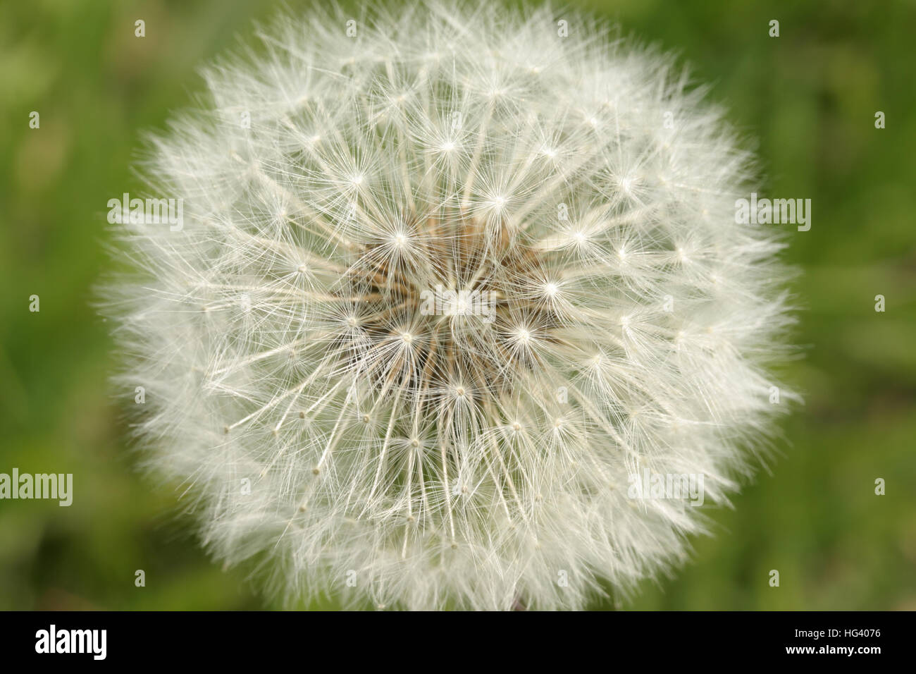 Dandelion, parachute ball, seeds, closeup Stock Photo