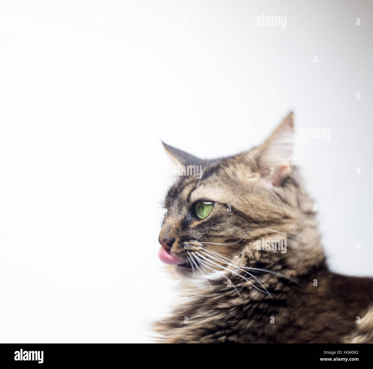 tabby cat sticking her tongue out Stock Photo Alamy