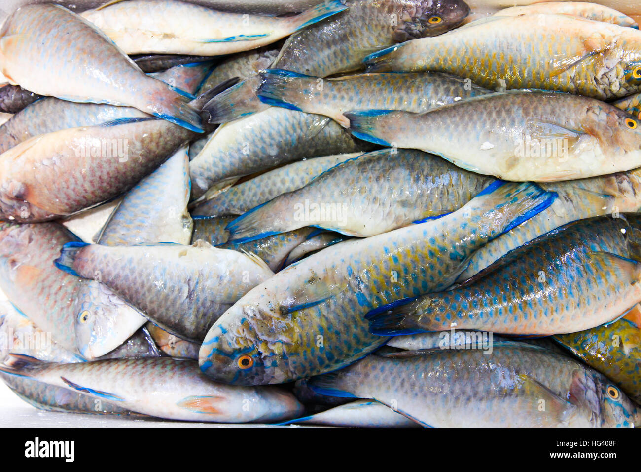 multiples of fish Stock Photo