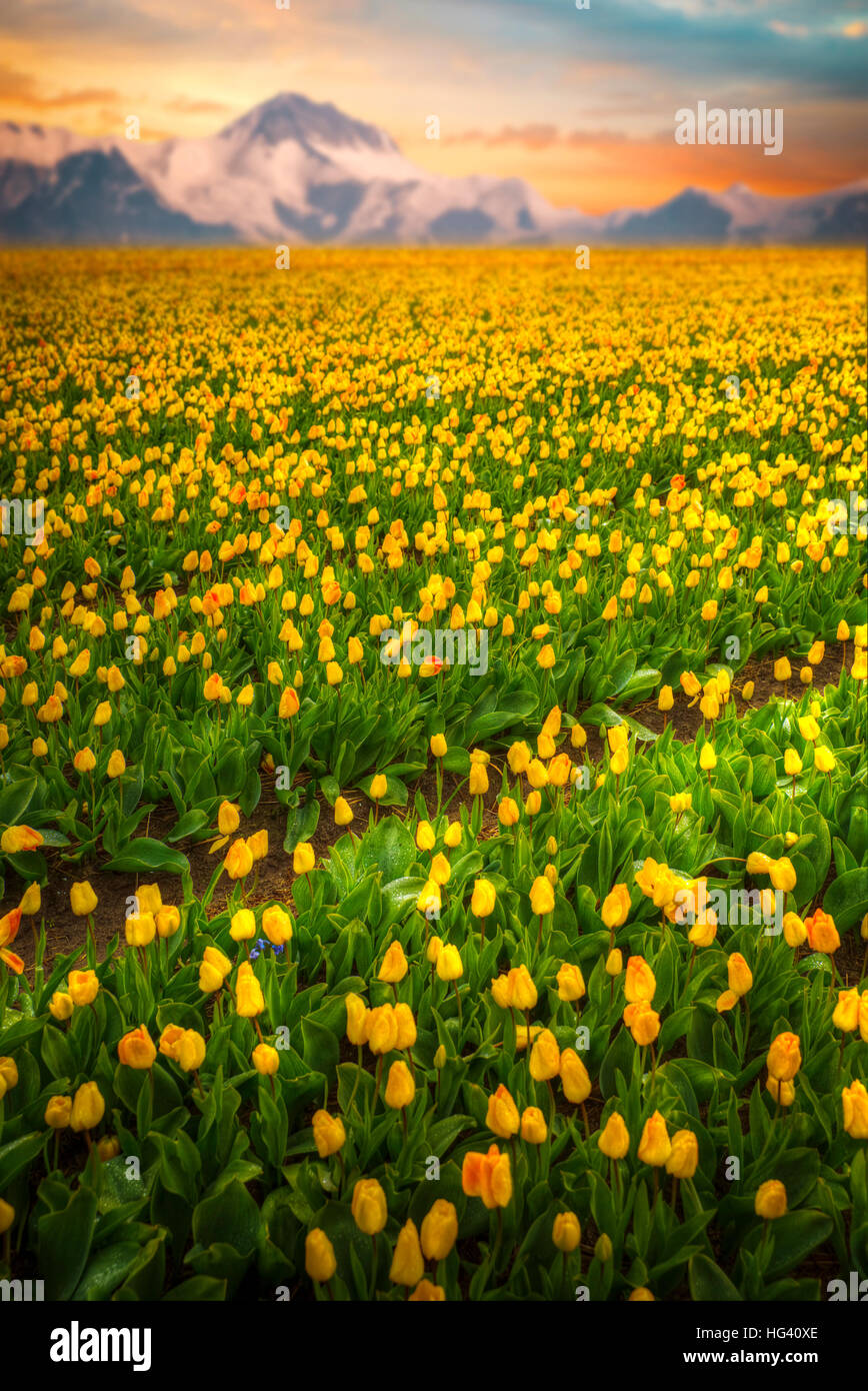 yellow tulips bloom in spring field on a background of mountains and ...