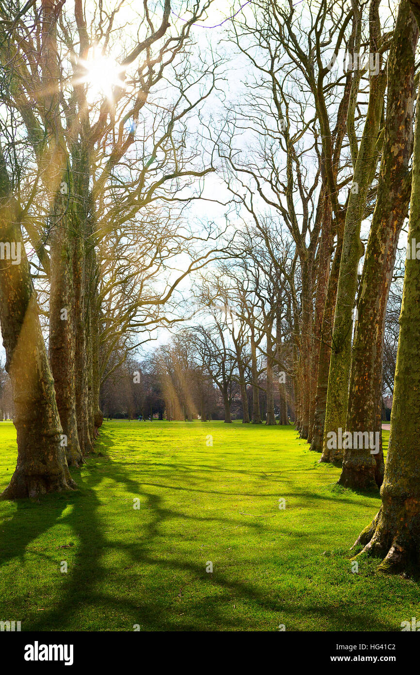 Sunlight in the green forest, spring time Stock Photo - Alamy