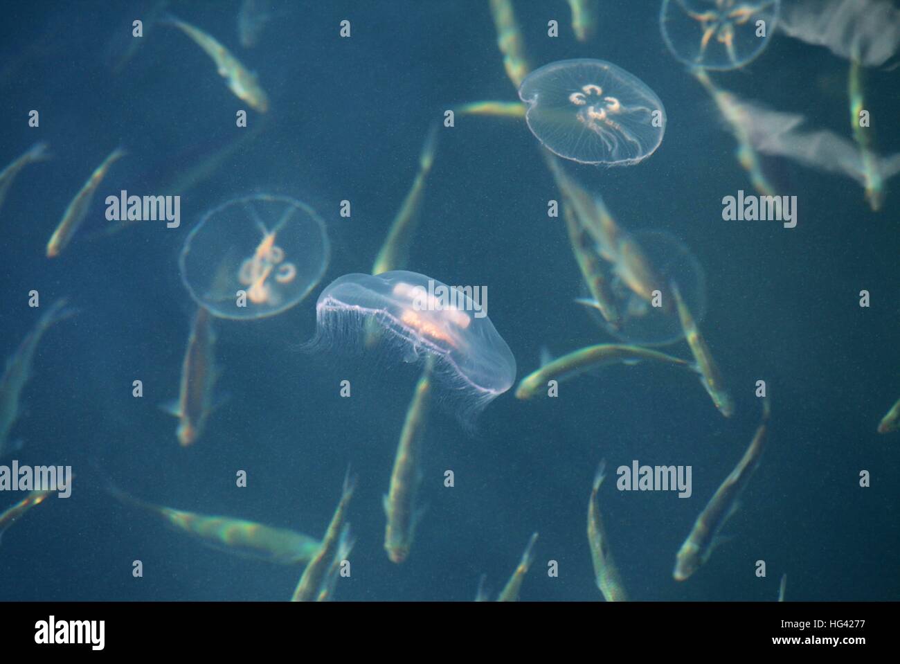 Jellyfish Eating Plankton