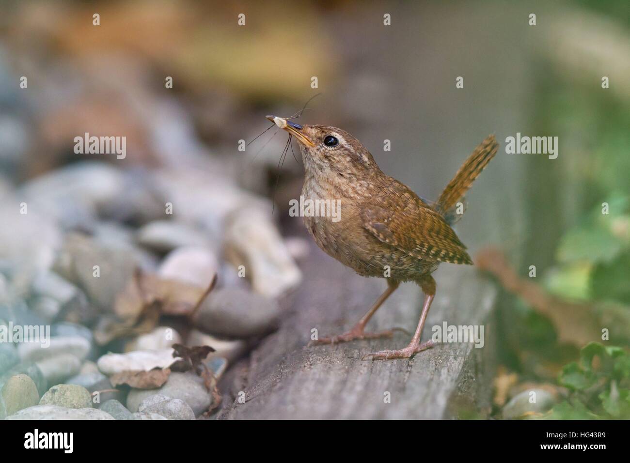 Eurasian wren (Troglodytes troglodytes) adult with cross spider in bill sitting in garden patch | usage worldwide Stock Photo