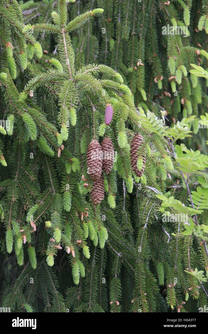 This year's spruce cones on a spruce (Picea abies). Spruce pins hang downwards and fall as whole pins. Schmalkalden, Thuringia, Germany, Europe Date: May 27, 2015 | usage worldwide Stock Photo