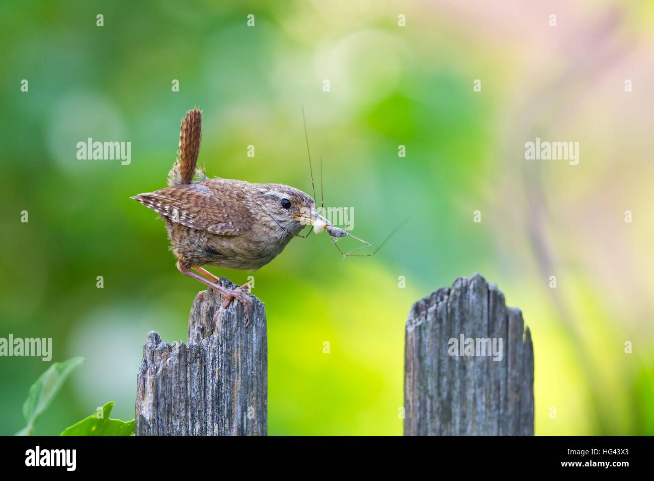 Eurasian wren (Troglodytes troglodytes) adult with spider in bill sitting on garden fence | usage worldwide Stock Photo