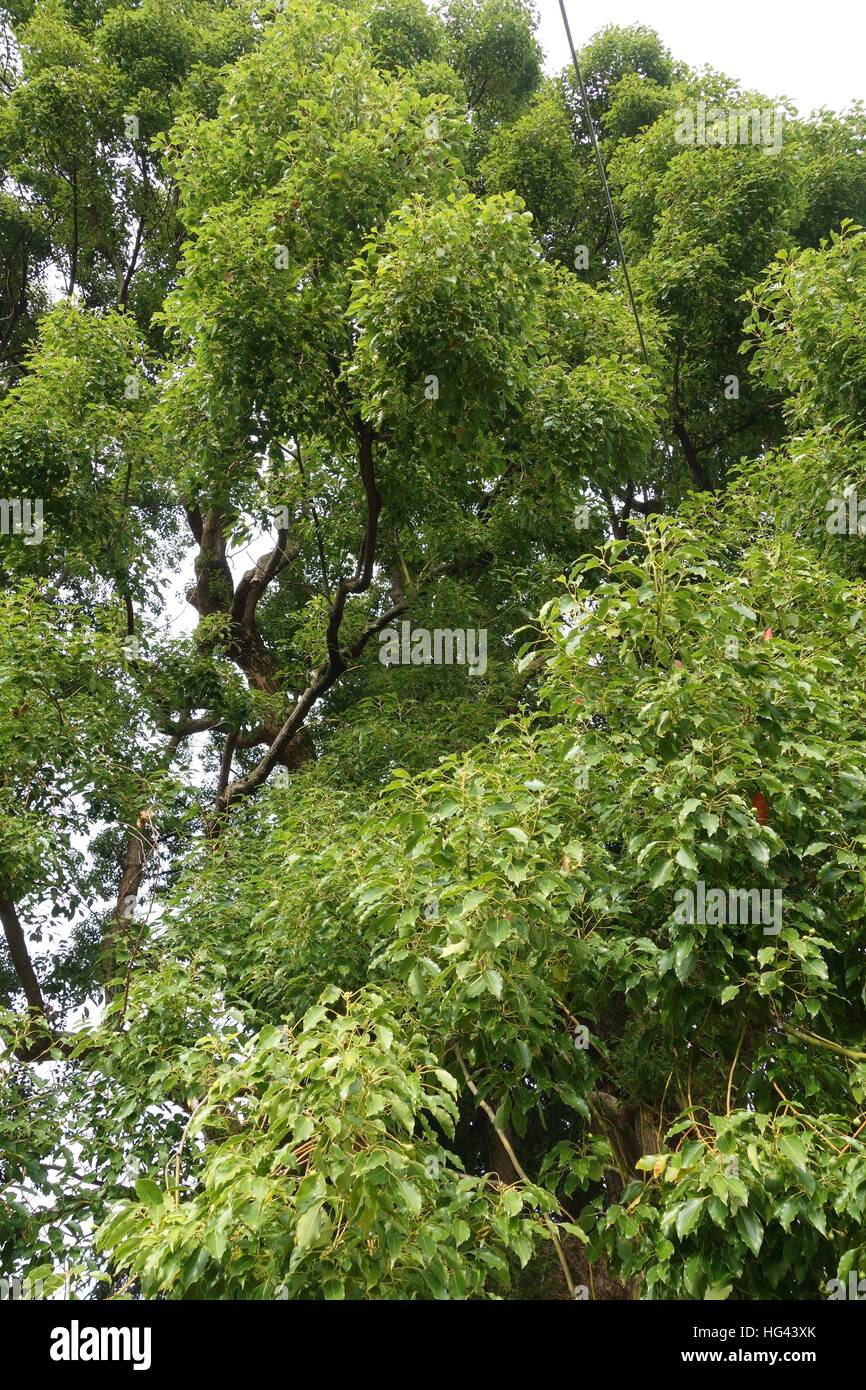 camphor tree usage worldwide Stock Photo Alamy