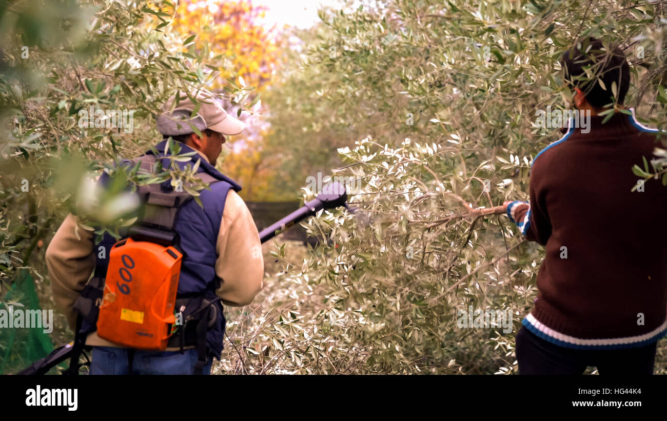 Manual harvesting of olives in an olive grove. Stock Photo