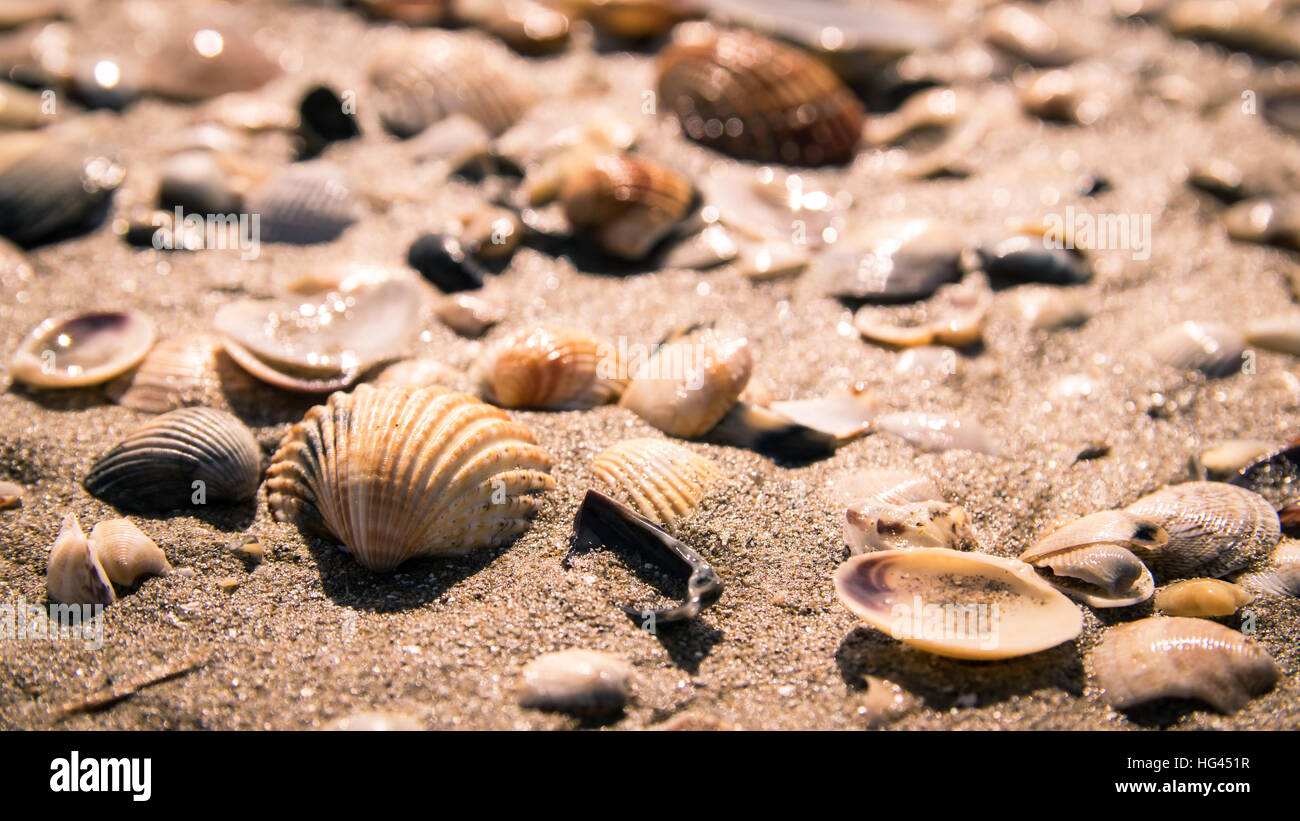 Many Small Shells Found On Seashore Stock Photo 2342979417