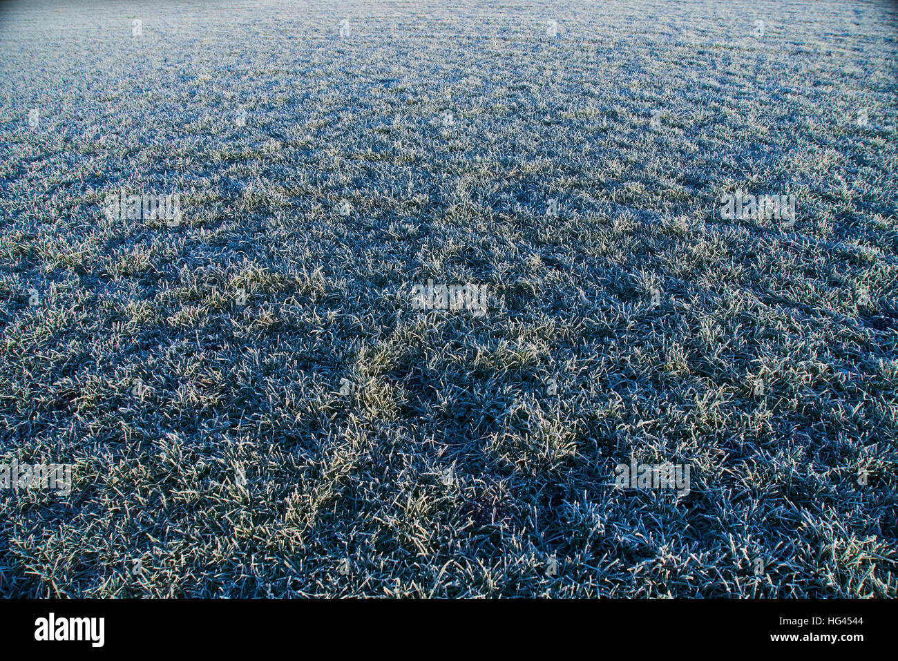 grass with frost in morning light. Stock Photo