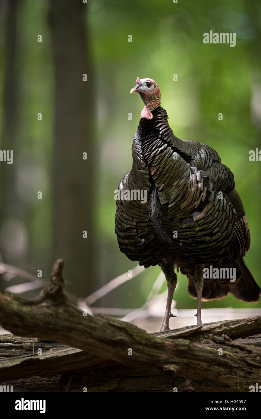 A male wild turkey standing alert in the woods Stock Photo - Alamy