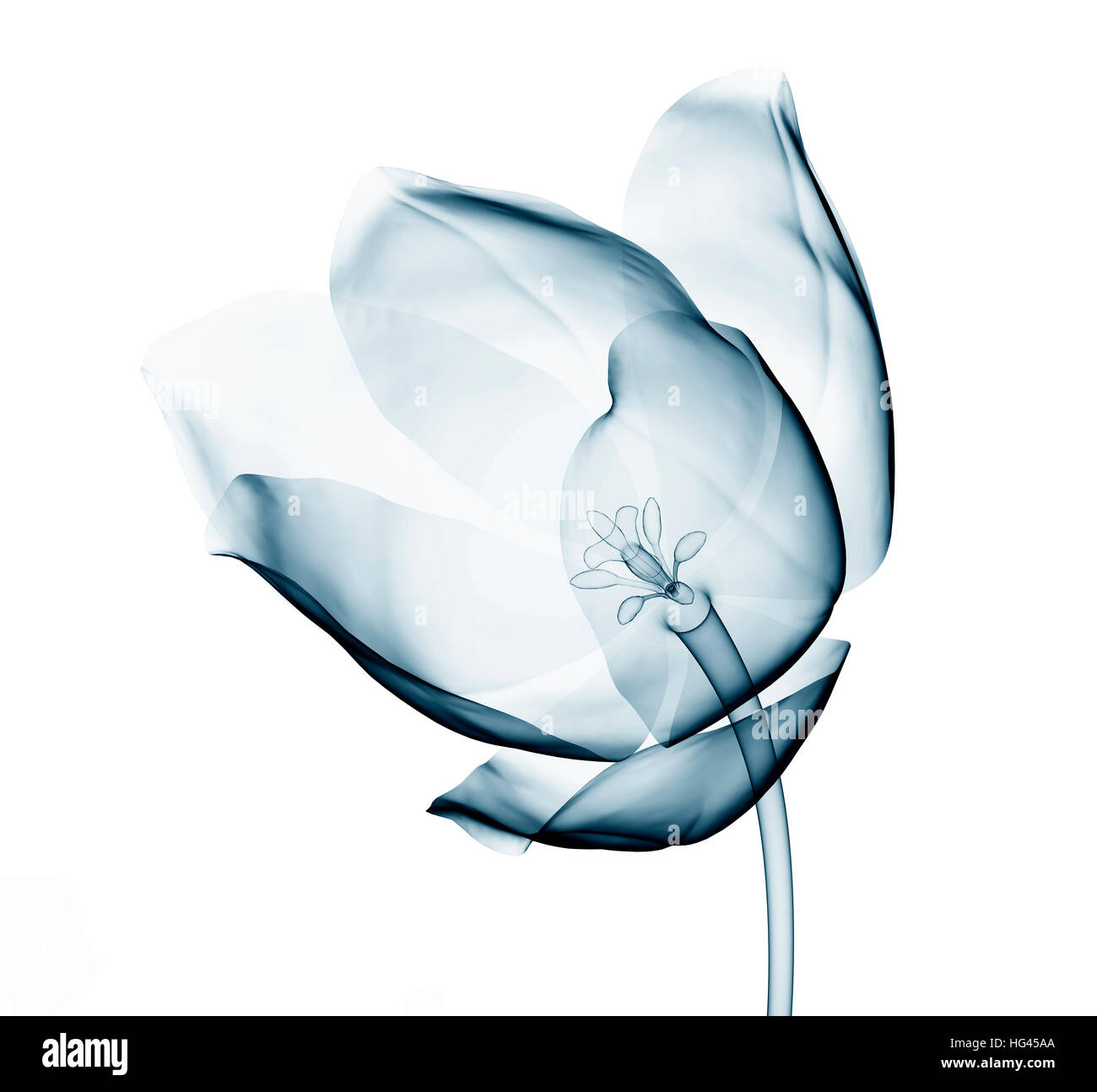 x-ray image of a flower  isolated on white , the tulip 3d illustration Stock Photo