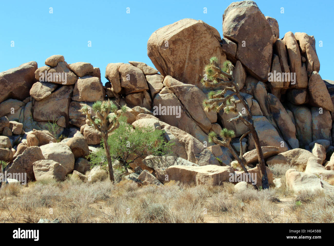 Joshua trees in front of mountainous rock at Joshua Tree National Park