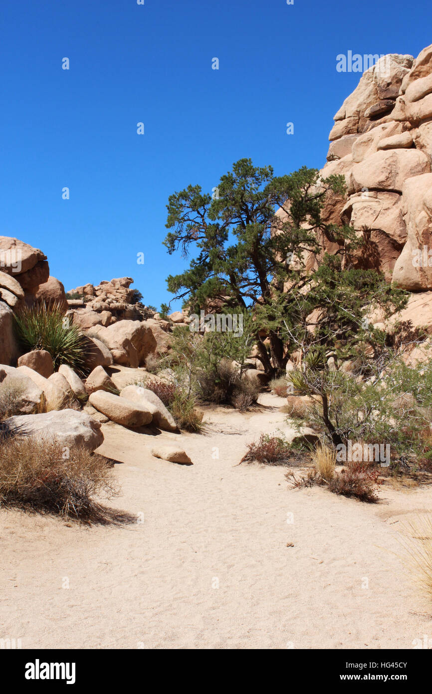 Mesquite tree, yucca and scrub bush growing near rock formations on the ...