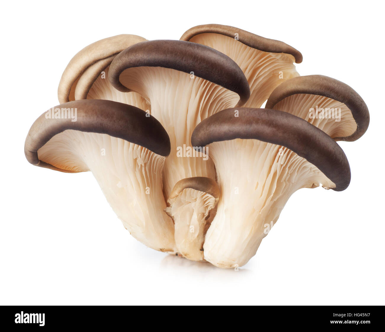 small group of oyster mushroom isolated on white background Stock Photo