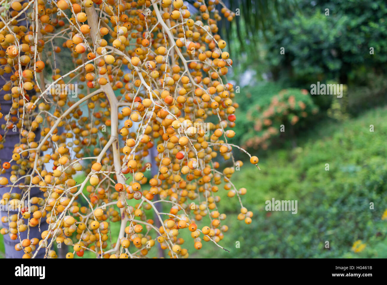 Areca Nut or Betel Nuts from Areca palm, Medium Shot in the Garden Stock Photo