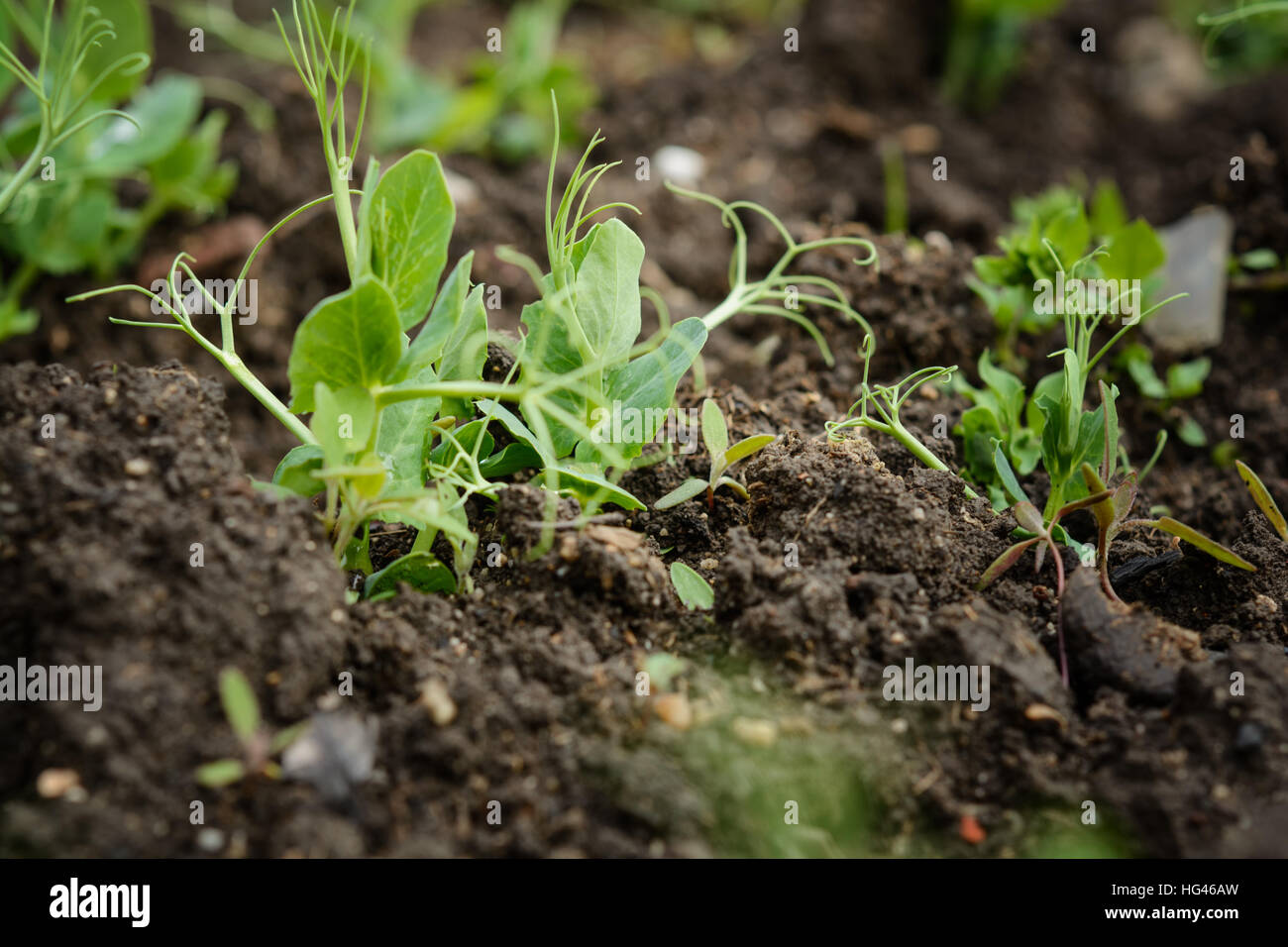 Organic pea sprouts in the ground Stock Photo