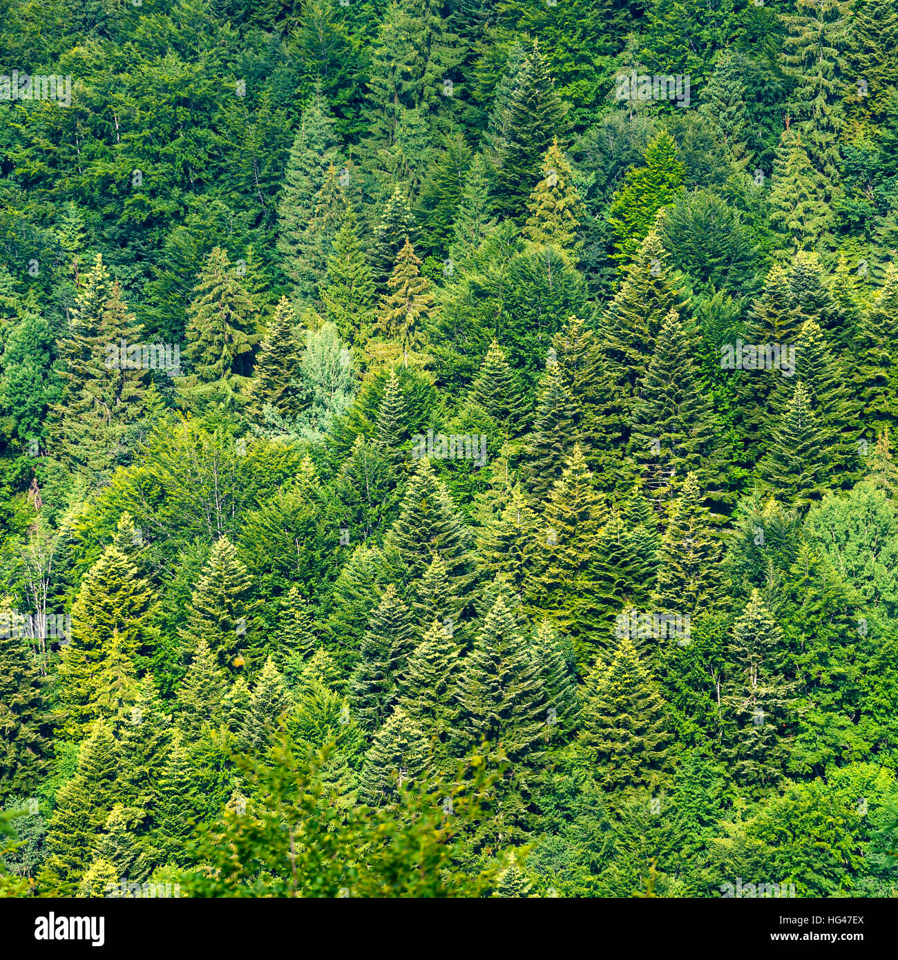 green trees in the forest as natural background Stock Photo - Alamy