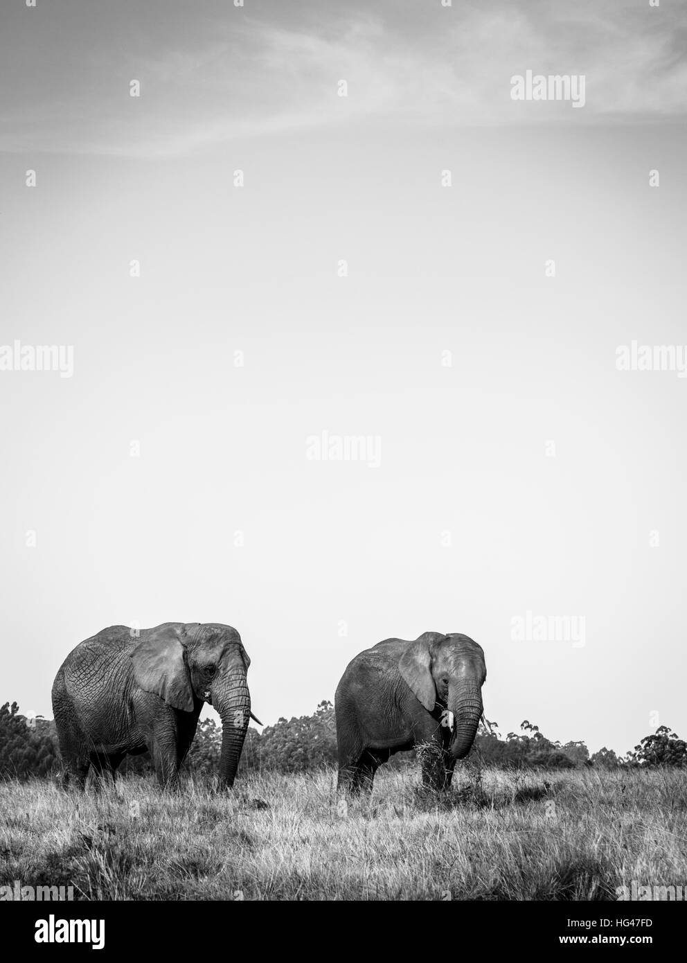 Young rescued elephants in Knysna Elephant Park, South Africa Stock Photo