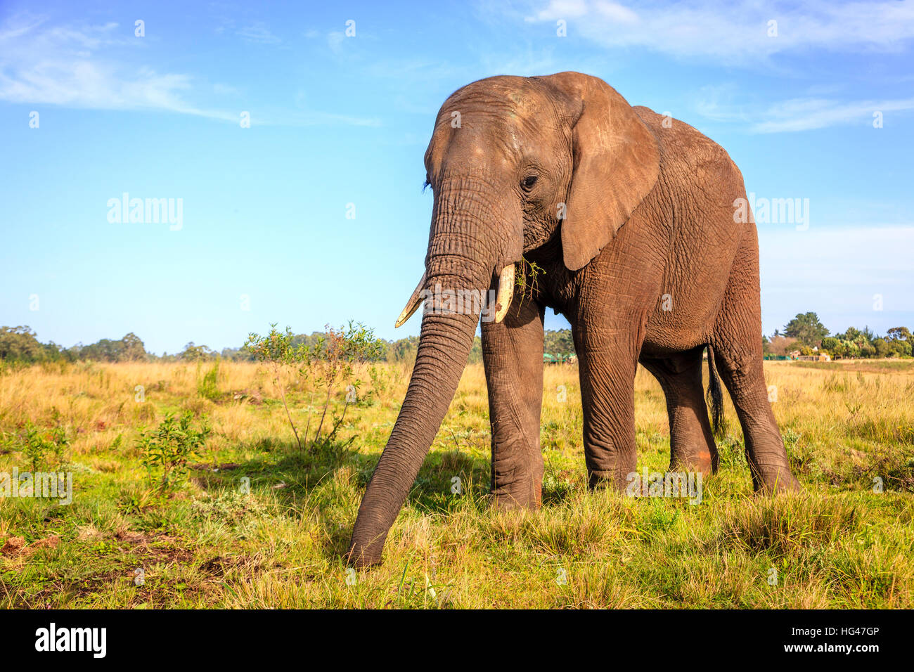 Rescued elephant in Knysna Elephant Park, South Africa Stock Photo