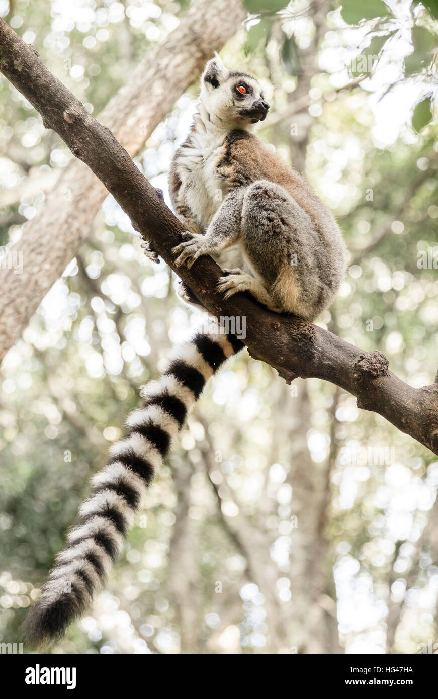 Ringtail Lemur at primate rescue center near Plettenberg Bay, South Africa Stock Photo