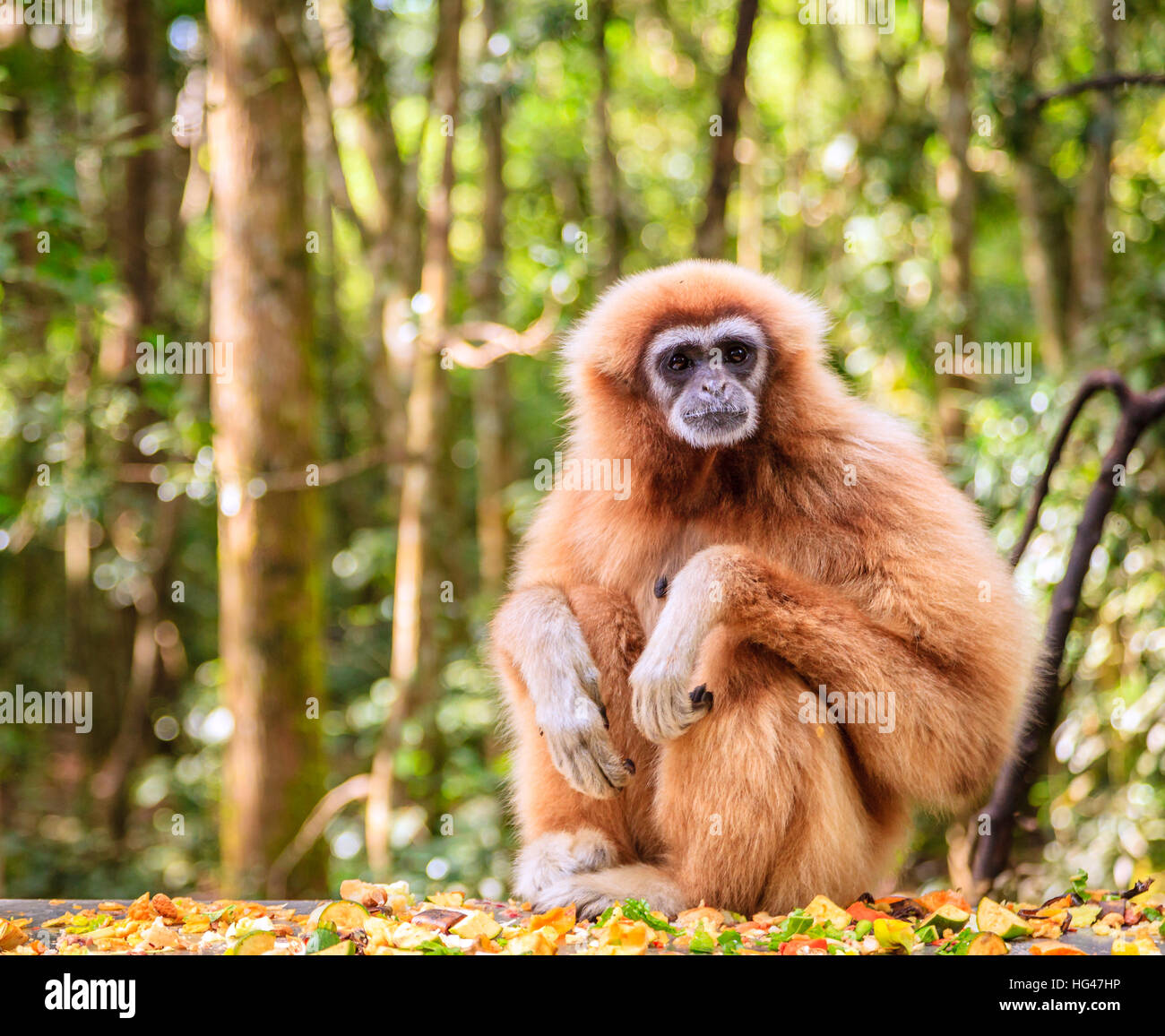 Lar or whitehanded gibbon at primate rescue center near Plettenberg