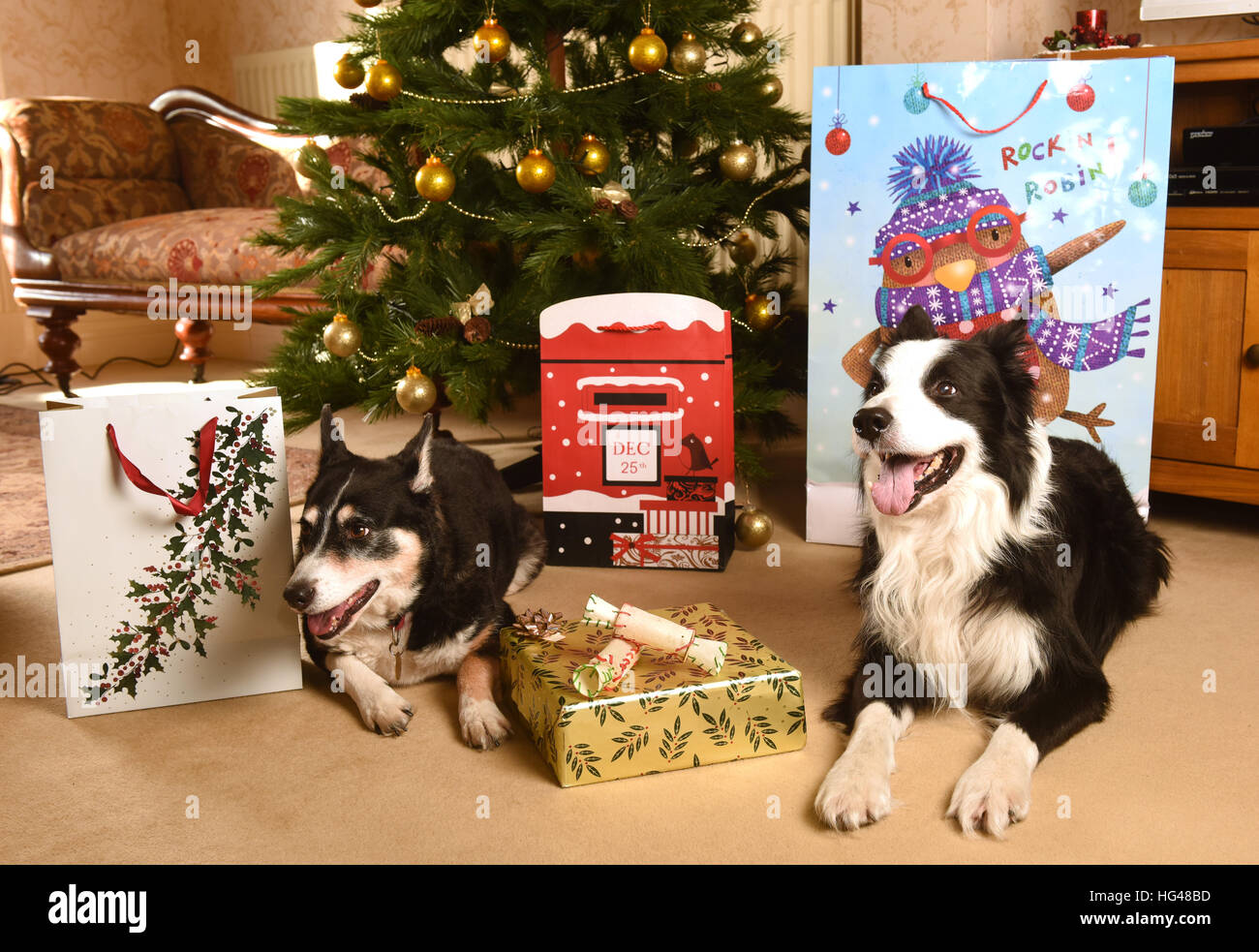 Pet dogs guarding Christmas presents under the Xmas tree Stock Photo