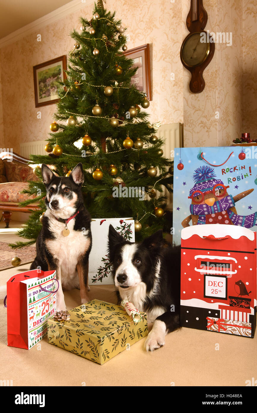Christmas presents under tree hires stock photography and images Alamy