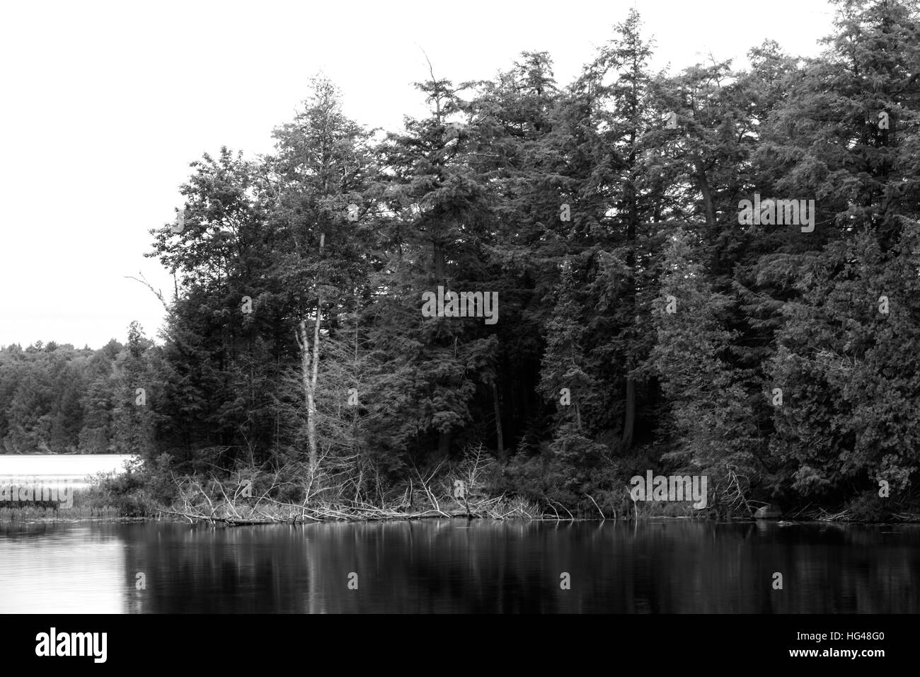 A monochrome picture of trees and shoreline in Muskoka Ontario, Canada. Stock Photo