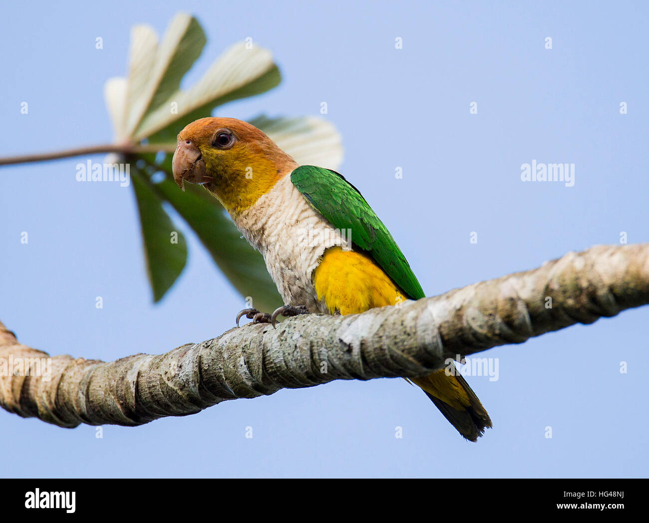 White Bellied Caique Stock Photo