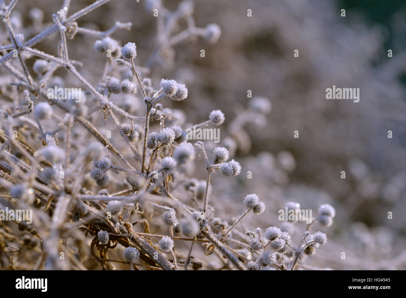 Morning frost on twigs and berries Stock Photo