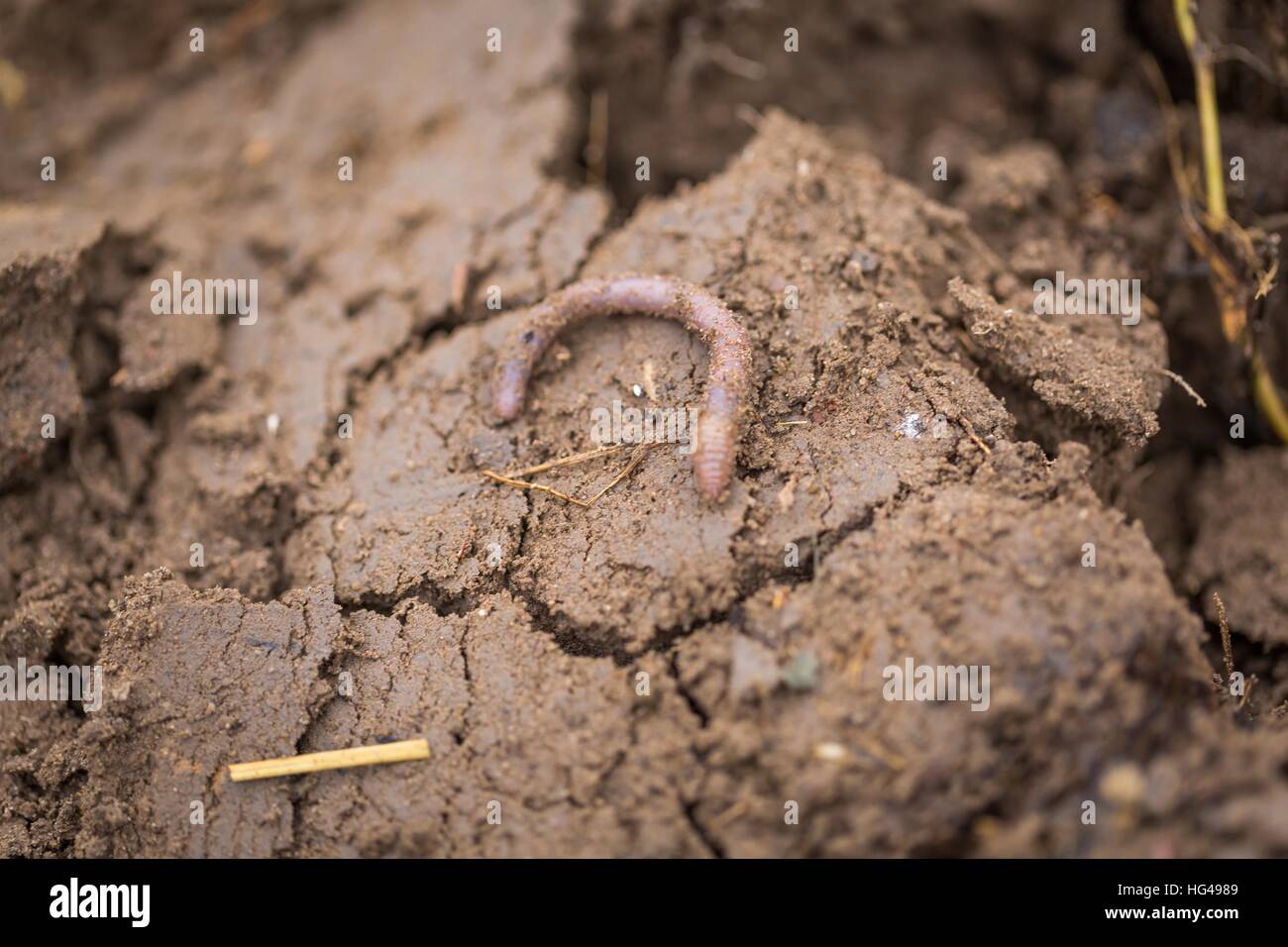 Earthworm lying on soil. Worms living under the ground. Stock Photo