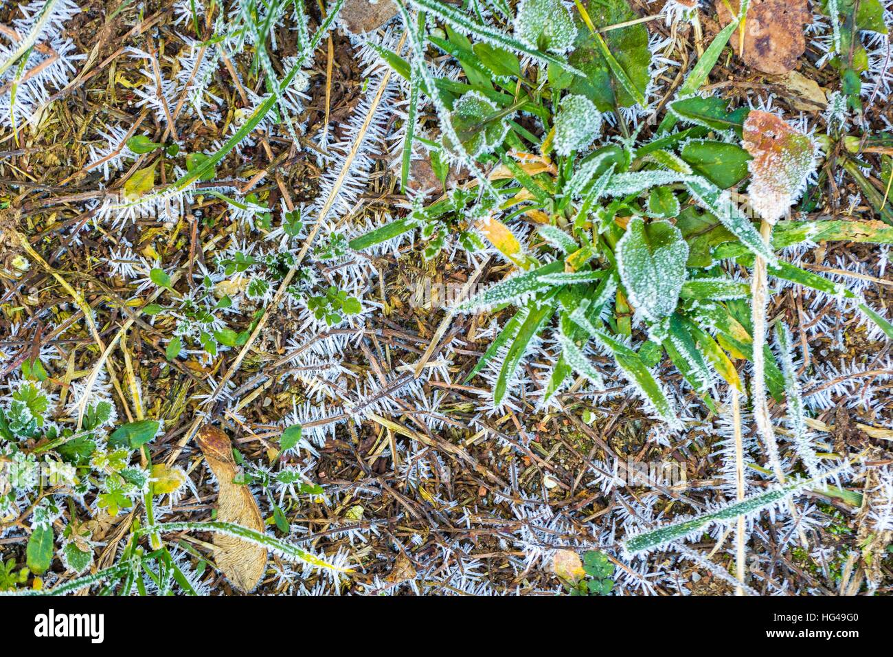 Ice structure on plants. Plants with rime in close up. Natural winter ...