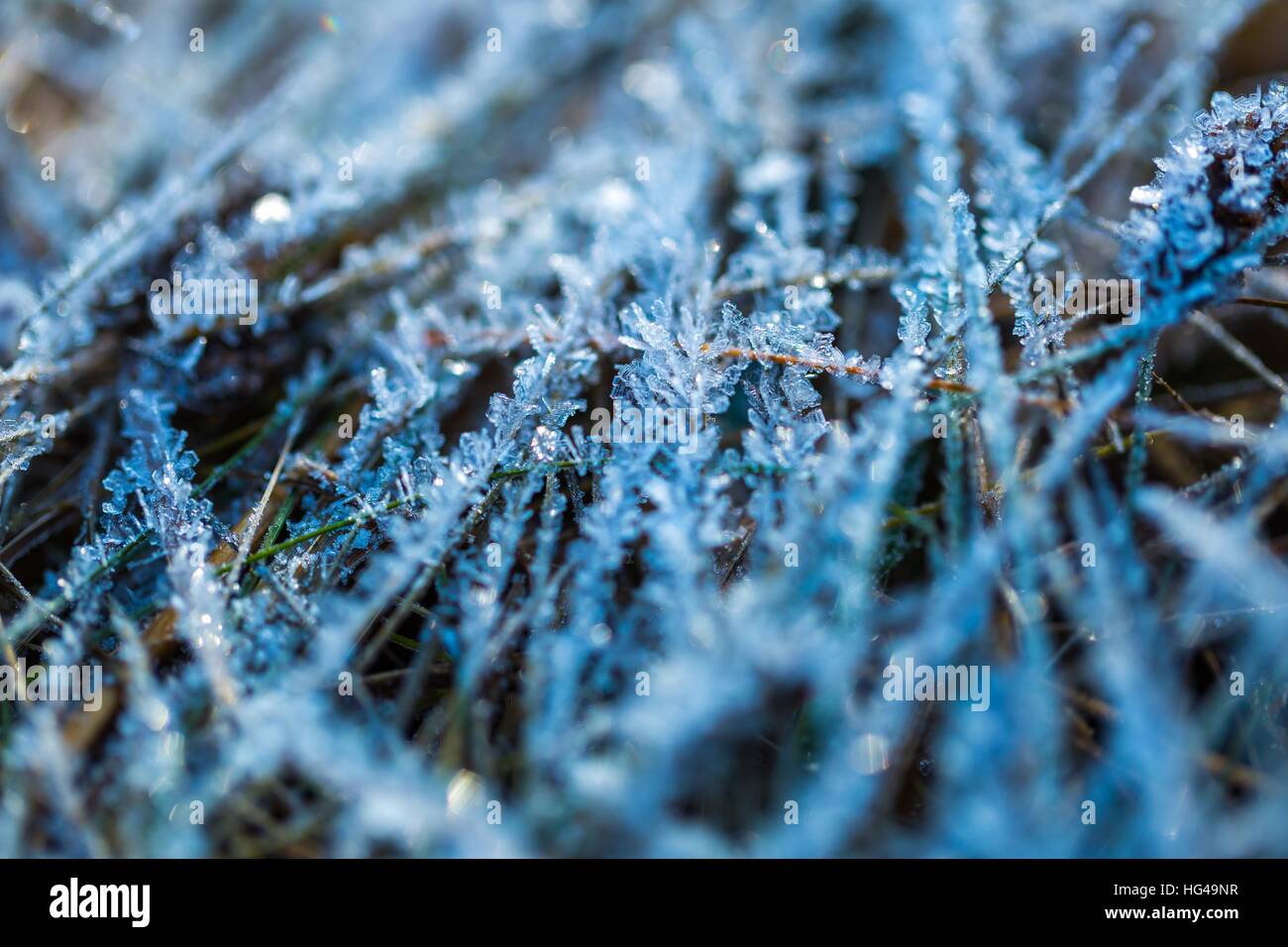 Ice structure on plants. Plants with rime in close up. Natural winter ...