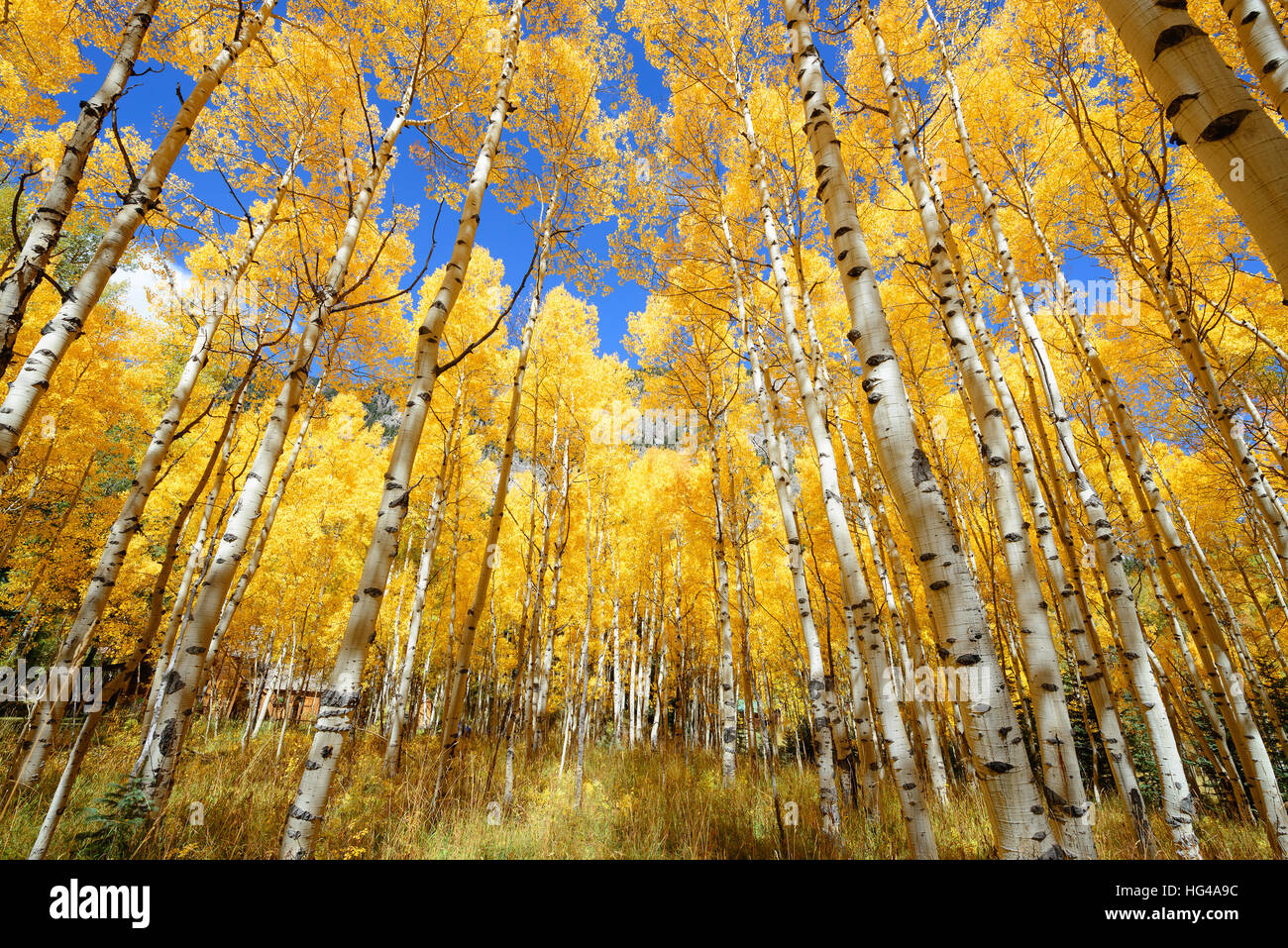 Abstract of golden aspen tree in Aspen - snowmass wilderness area