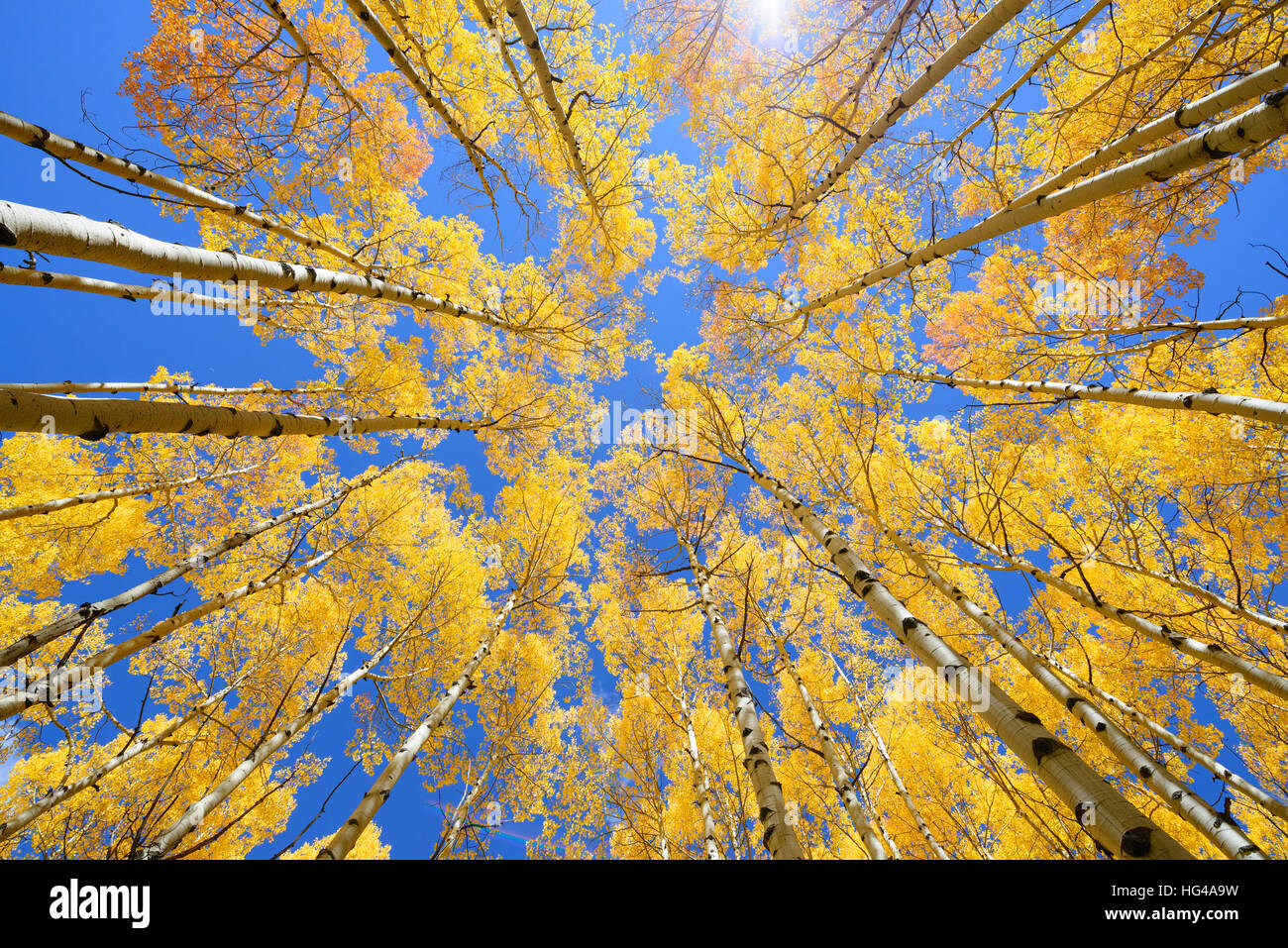 Golden aspen hi-res stock photography and images - Alamy