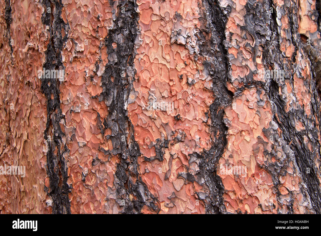 Close up of texture on trunk of a Ponderosa Pine tree in Flagstaff Arizona. Bark peeling in a unique puzzle formation Stock Photo