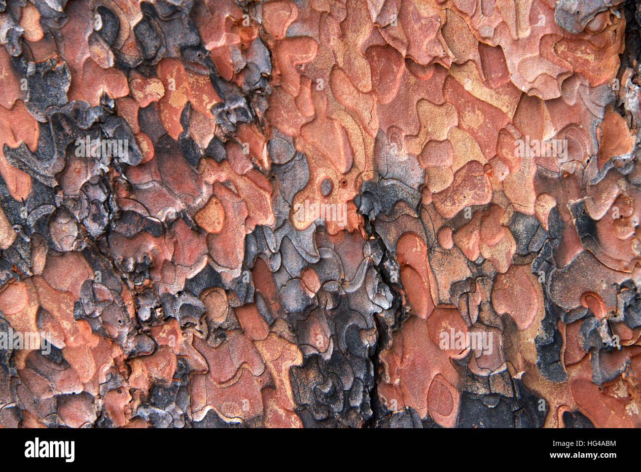 Macro Close up of texture on trunk of a Ponderosa Pine tree in Flagstaff Arizona. Bark peeling in a unique puzzle formation Stock Photo