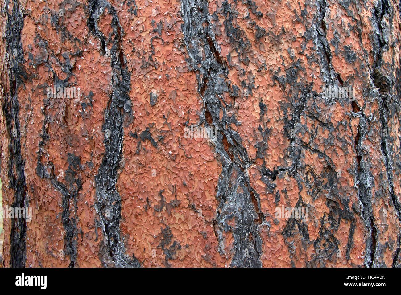 Close up of texture on trunk of a Ponderosa Pine tree in Flagstaff Arizona. Bark peeling in a unique puzzle formation Stock Photo