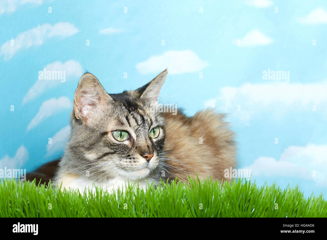 Gray Black Brown And White Long Haired Tabby Cat Laying In Tall