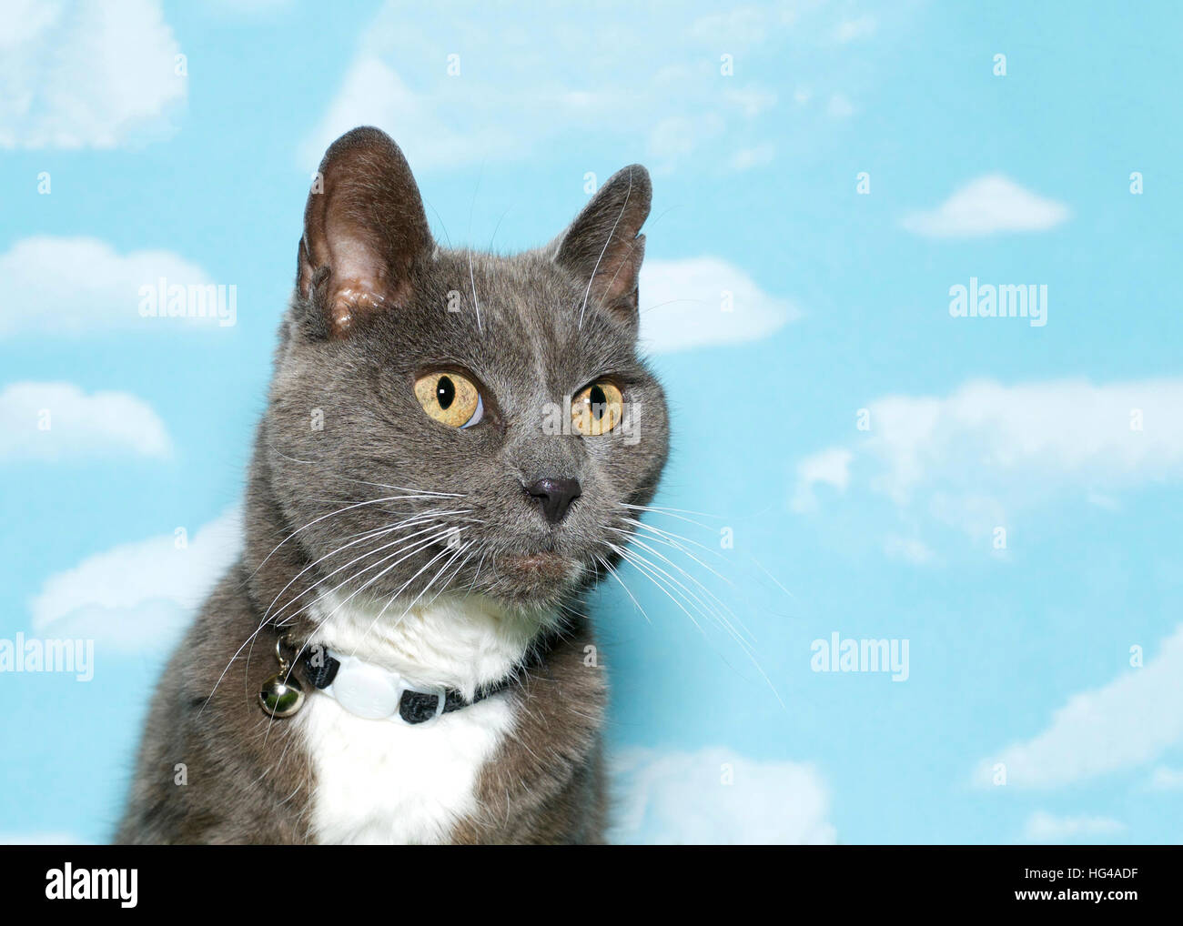 Scruffy Cat High Resolution Stock Photography and Images Alamy