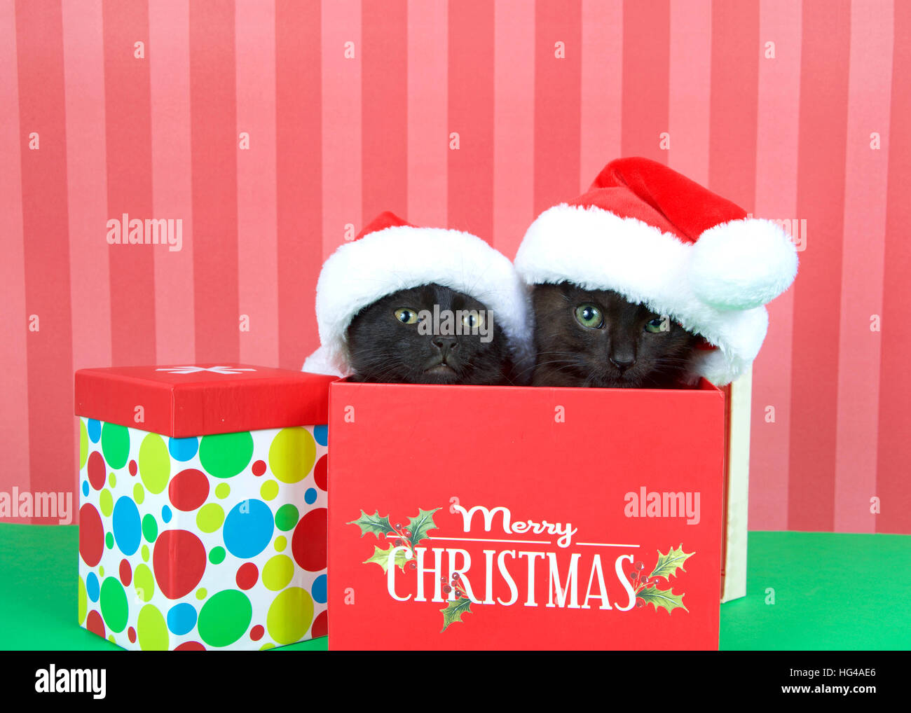 Two black kittens siblings brother sister popping out of a red holiday box wearing miniature santa hats, green table, red striped background.  Merry C Stock Photo