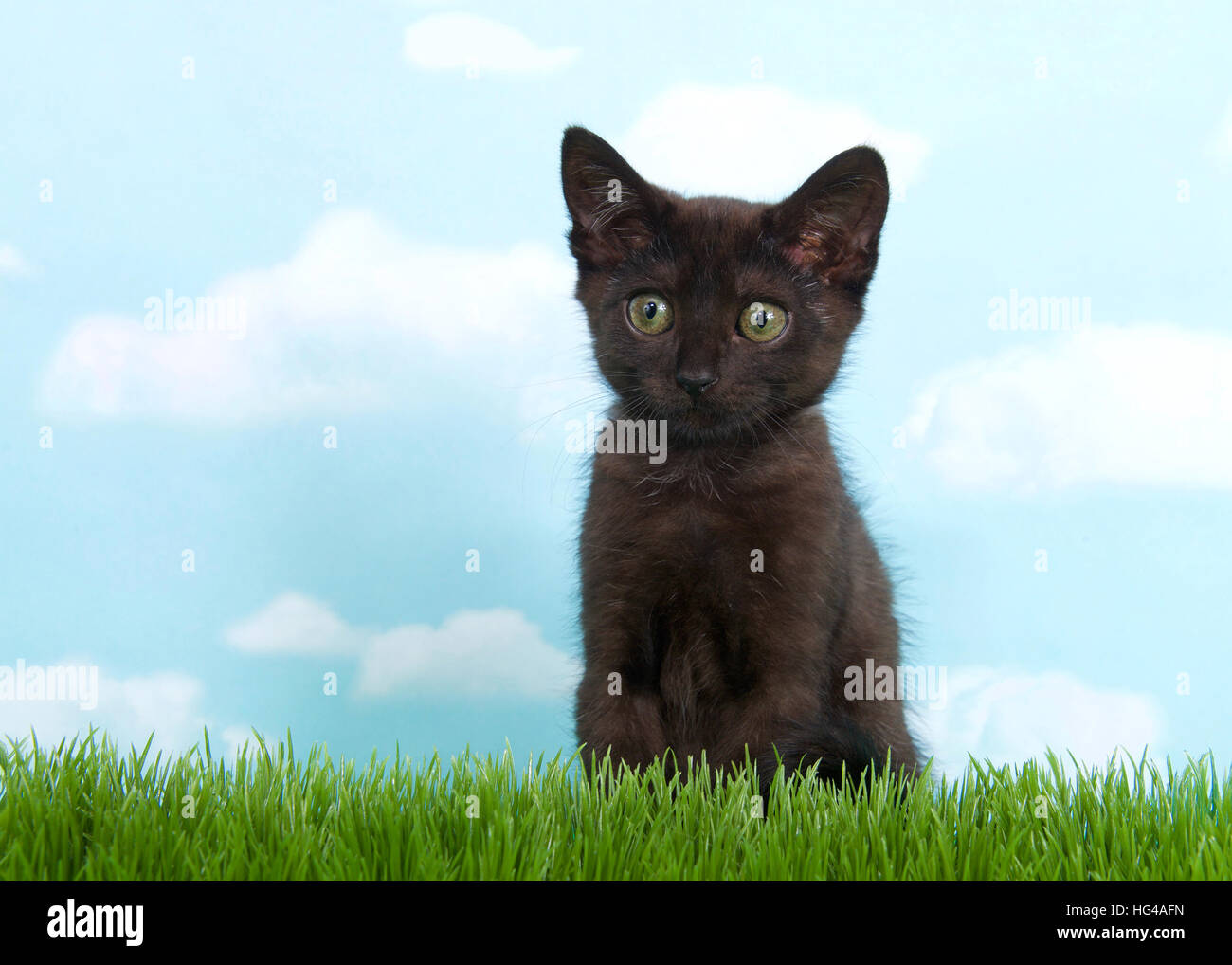 black kitten with green eyes in tall green grass looking forward to